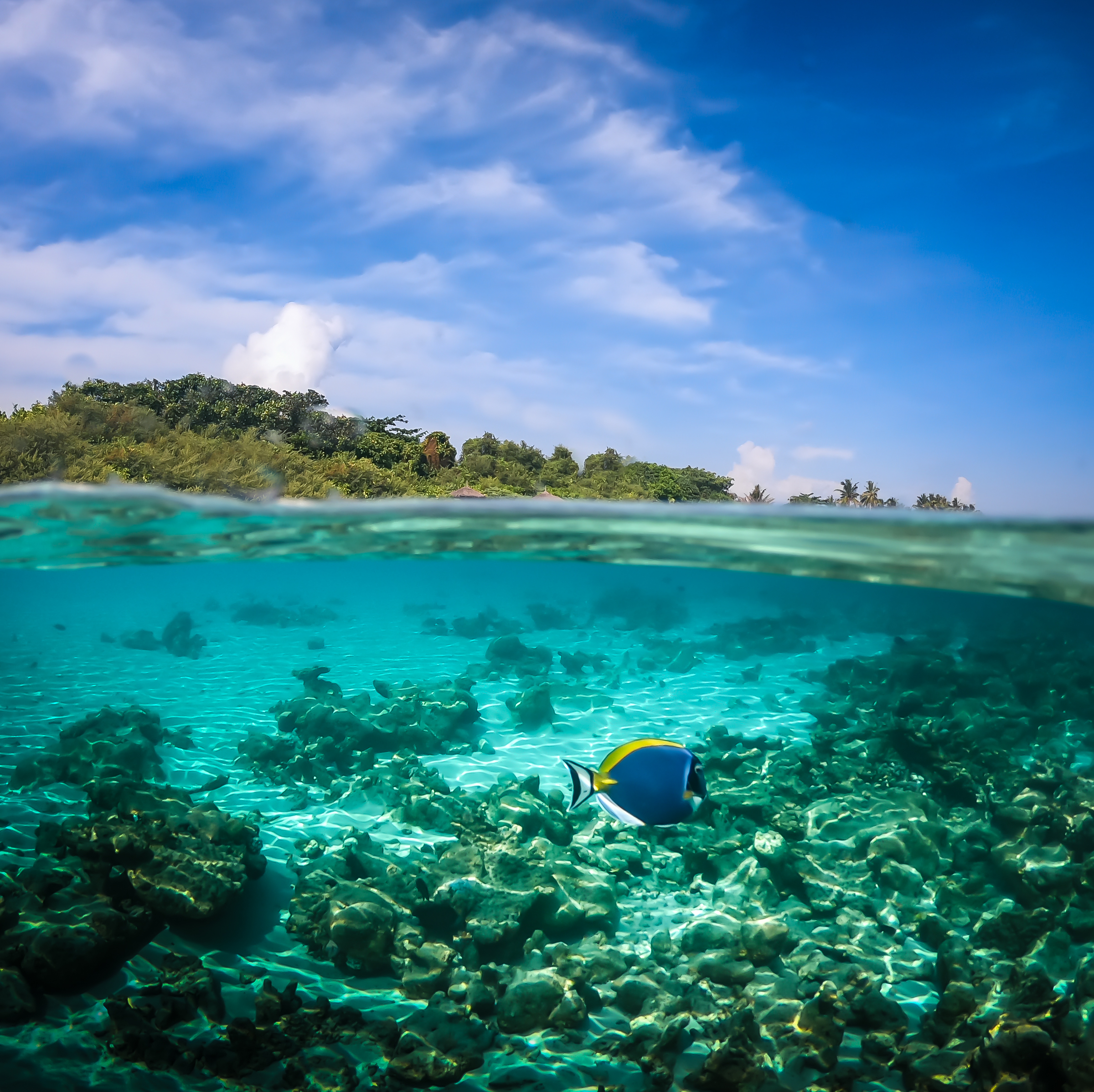 reethi faru resort gallery image 22