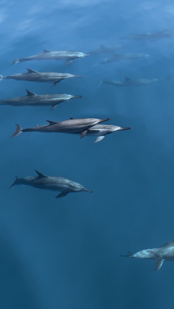 reethi faru resort gallery image 49