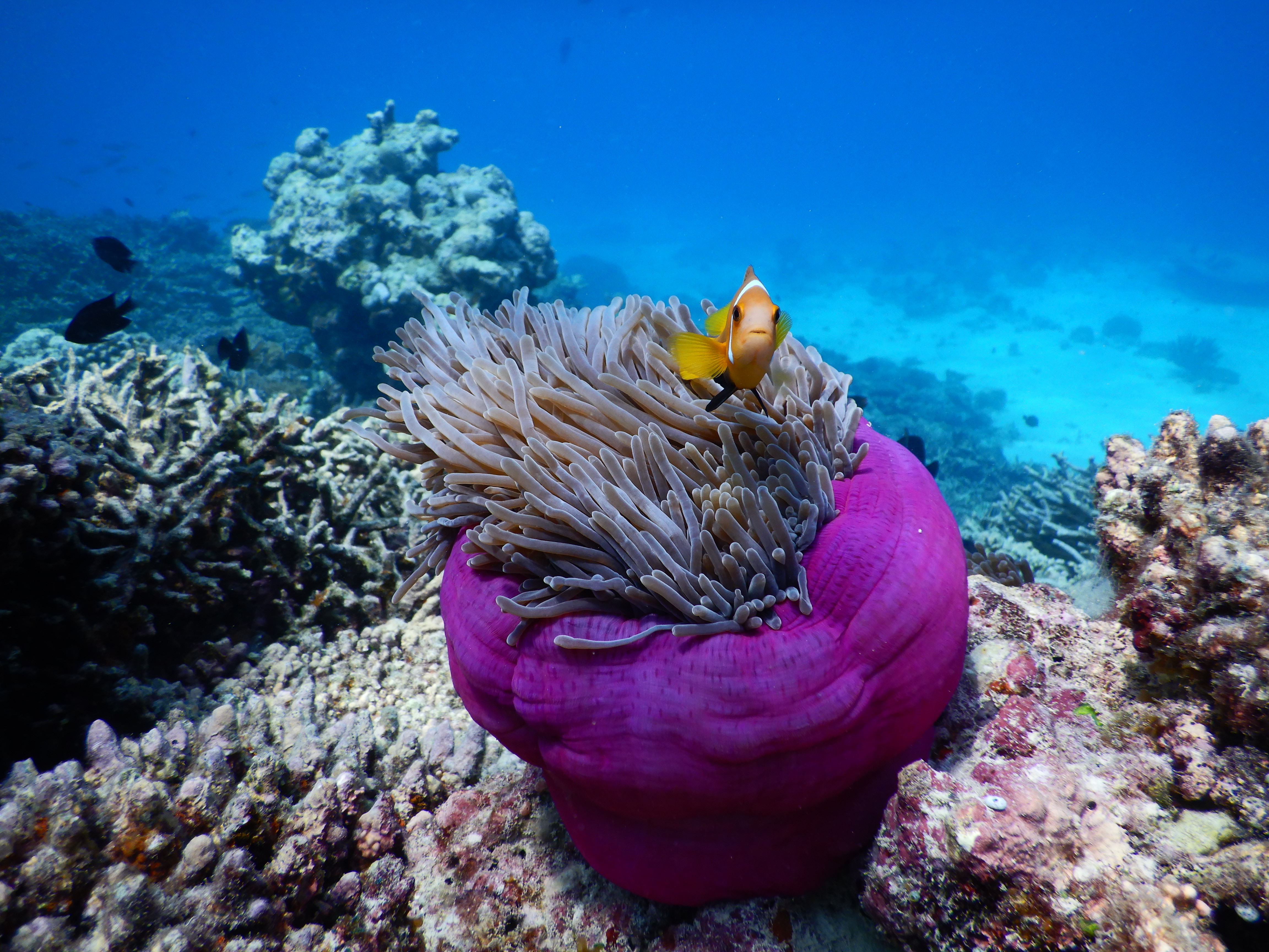 reethi faru resort gallery image 35