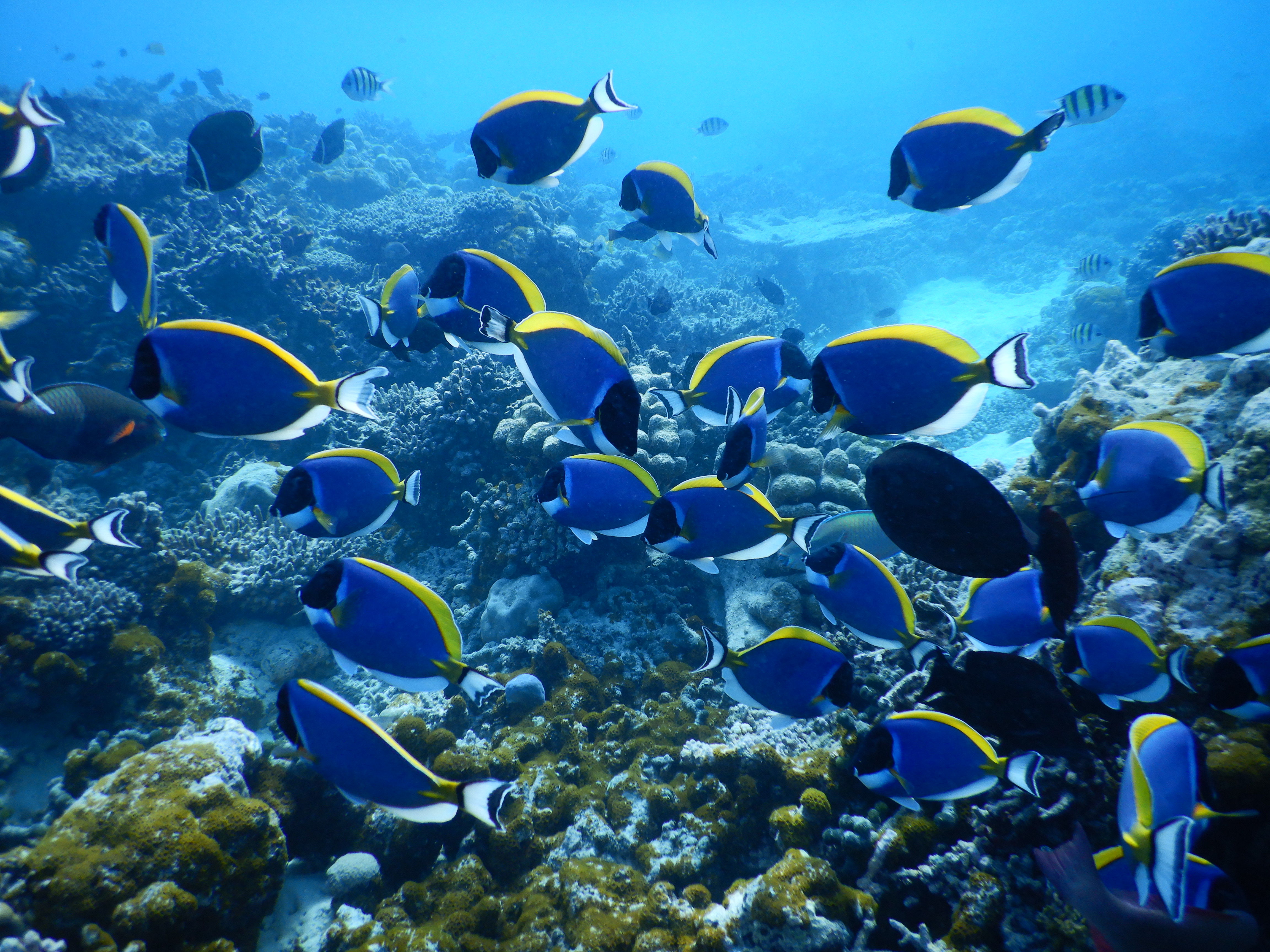 reethi faru resort gallery image 24