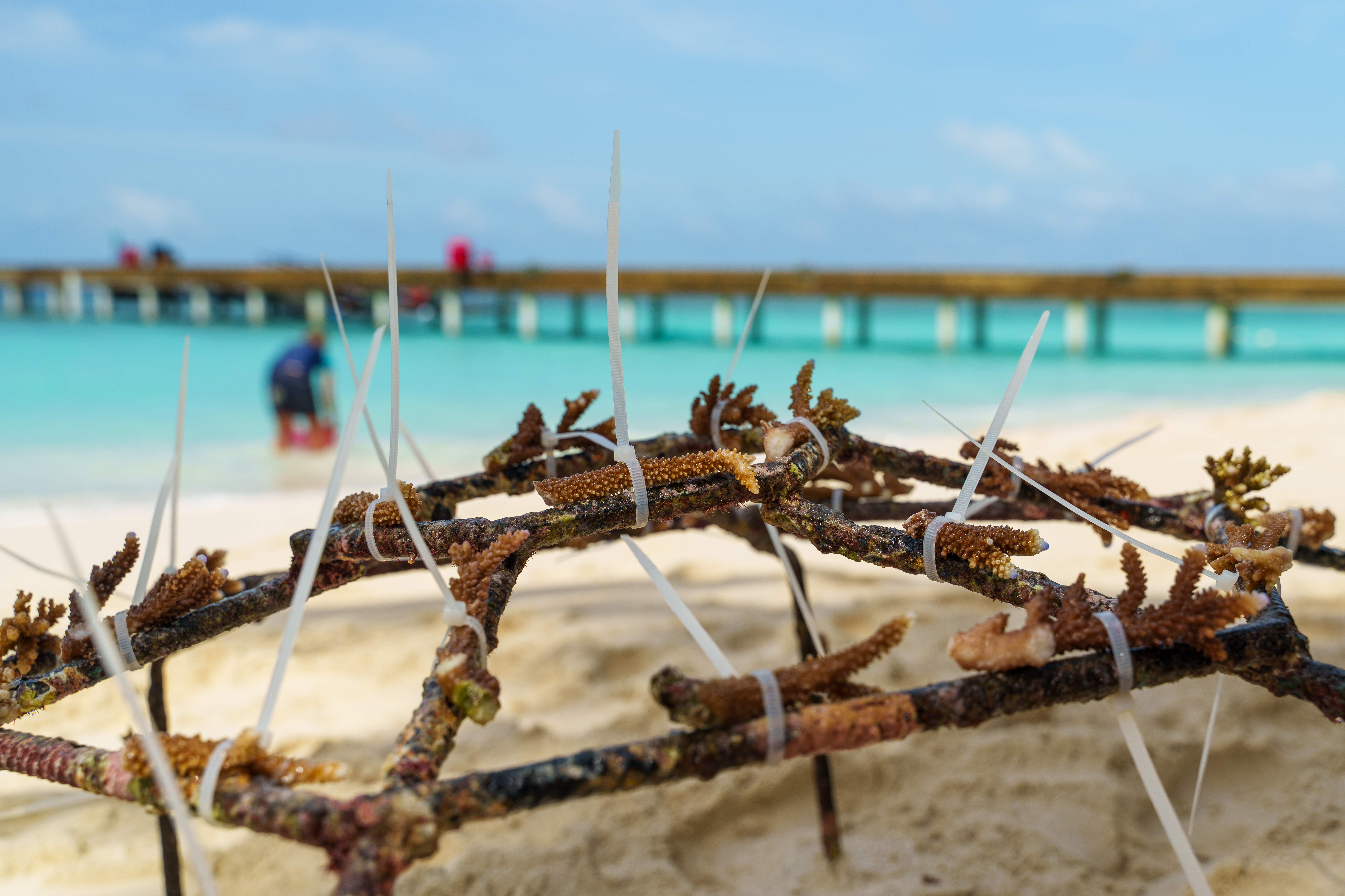 reethi faru resort gallery image 56