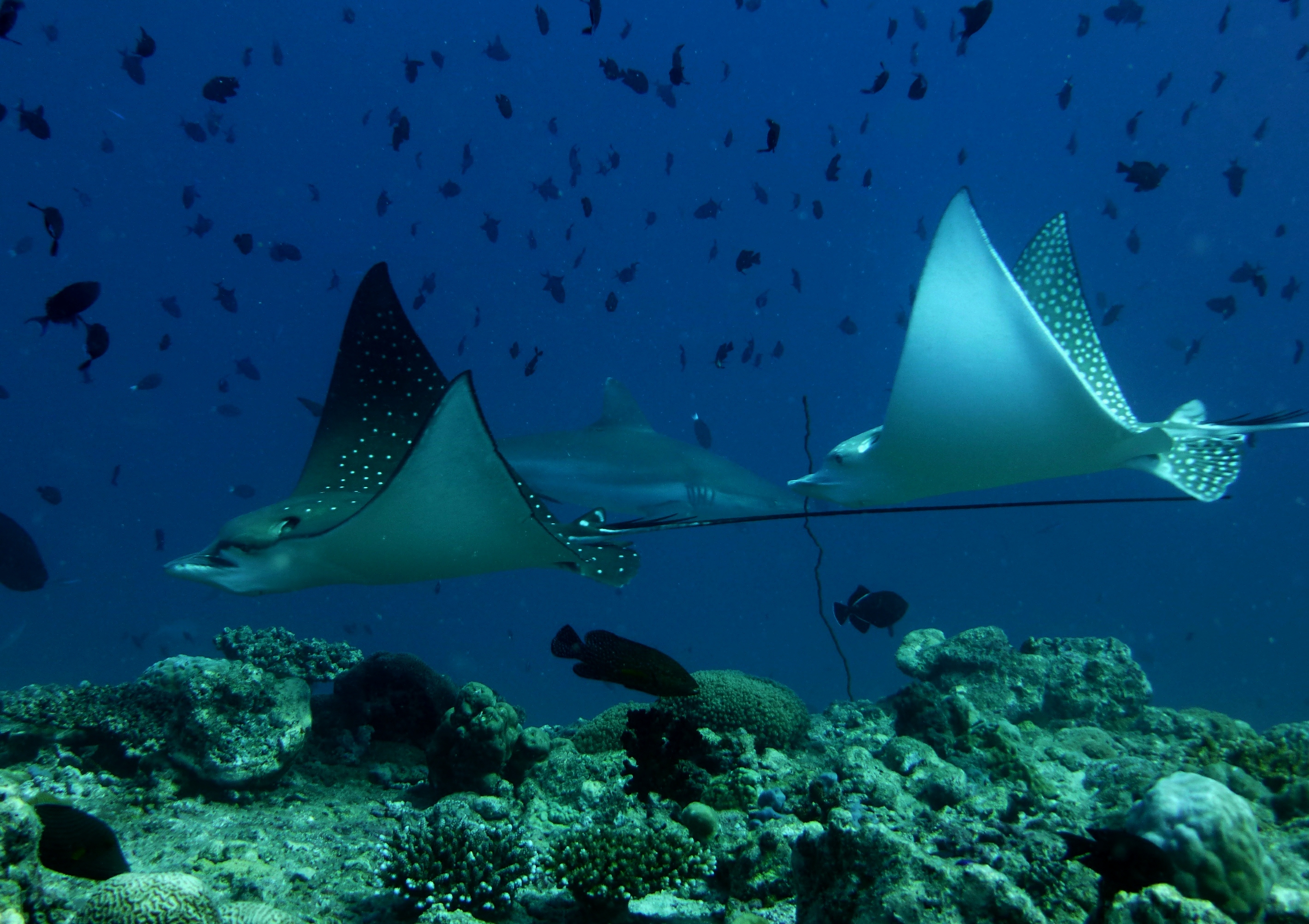 reethi faru resort gallery image 55